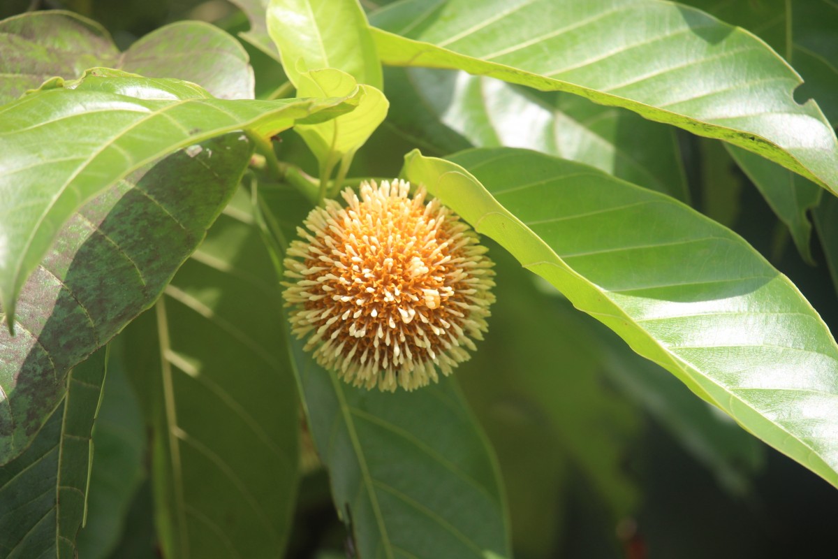 Neolamarckia cadamba (Roxb.) Bosser